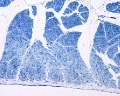 Skeletal Muscle C S (1)