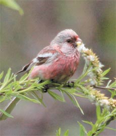 URAGUS SIBIRICUS