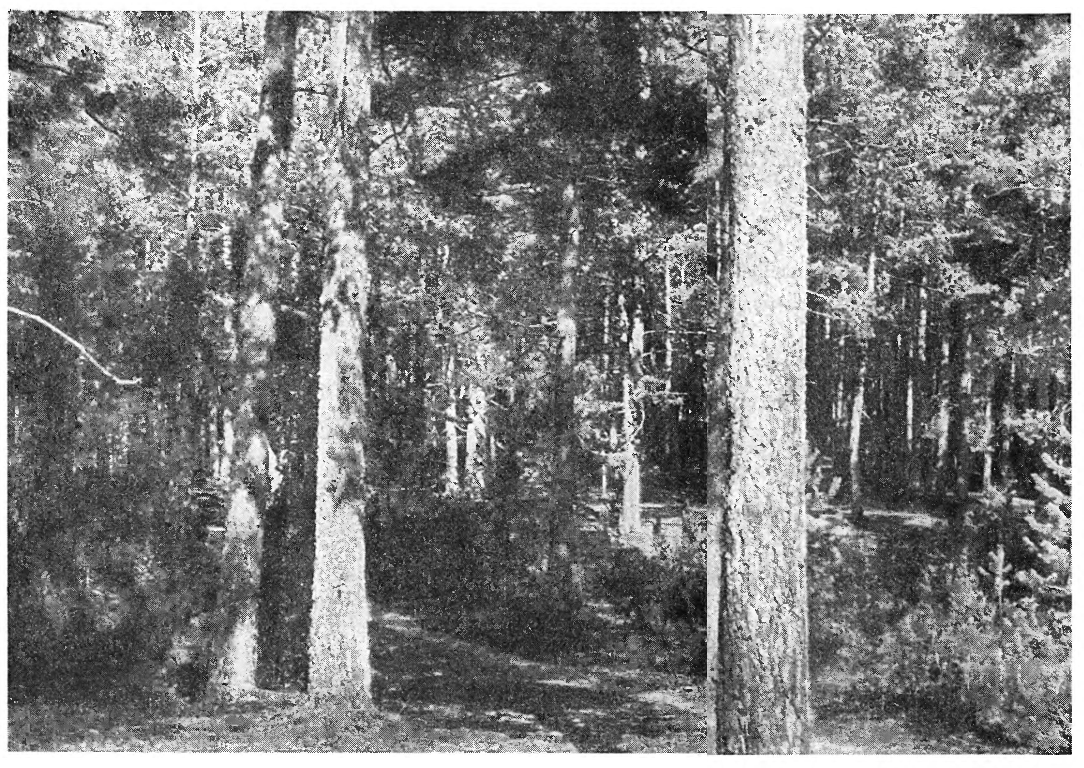 ЧЕЛОВЕК, ЛЕС, НАСЕКОМЫЕ