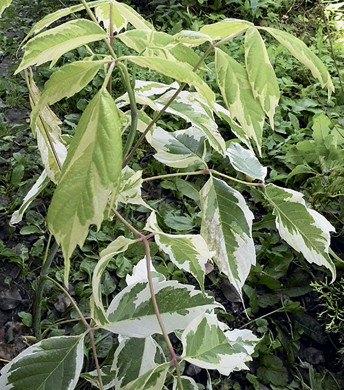 Негодный клён