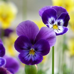 Нарву цветов и … поставлю диагноз