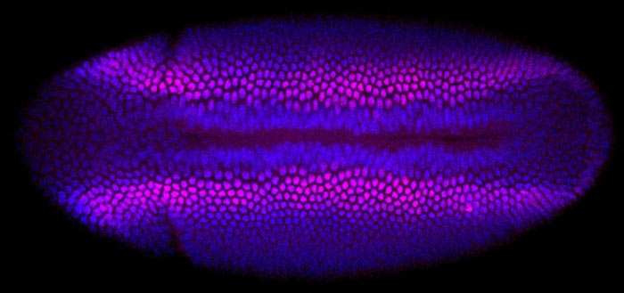 Настоящий эмбрион дрозофилы, в котором начинают формироваться части тела: слева видно, как от туловища начинает отделяться голова. (Фото: Philipp Wahle, BIMSB at the MDC.)