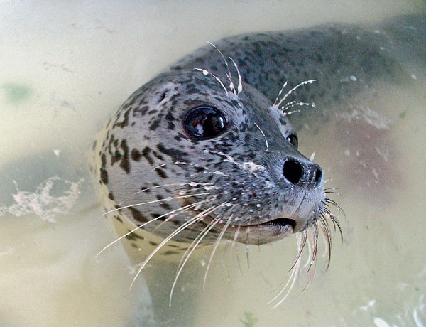 13 дней тюленя Чувырлы (из блога Лоры Белоиван, 2006 год)