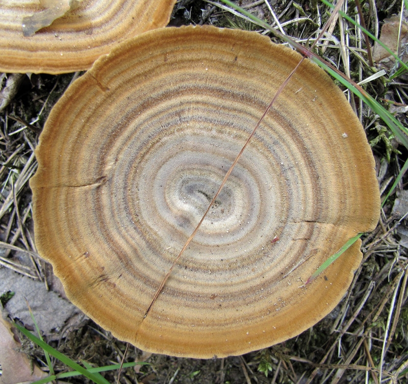 То ли гриб, то ли пенек... Странный гриб с "годовыми" кольцами, как на спиле дерева.