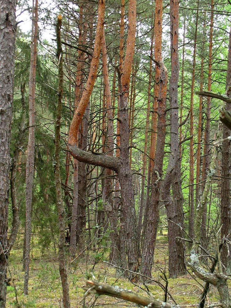 Азбука деревьев. 