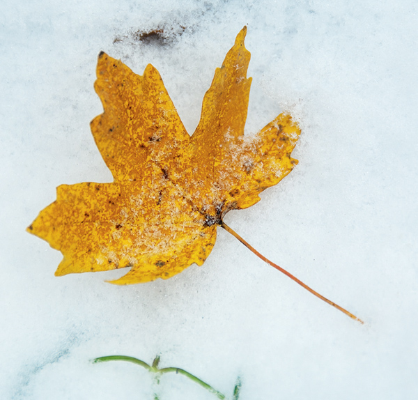 Осень. Земля укрывается…