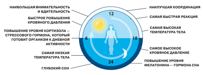 Молекулярные ритмы жизни