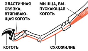 ПЕРЕПУТАЛИ ЛЕОПАРДА С ГЕПАРДОМ