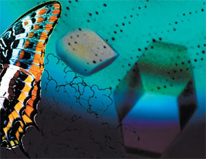 Полёт бабочки, или немного о пользе структурной геномики