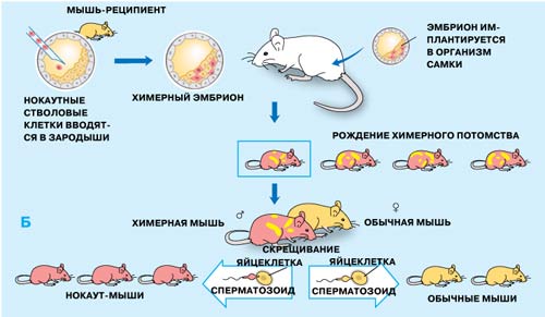 Rattus rattus чёрная крыса. описание крысы. клонирование мыши из клетки эмбриона (1987). клонирование мышей. создание химерных животных.