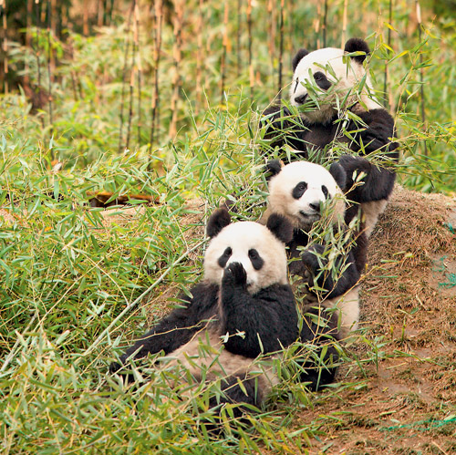 Травоядный хищник, или Как большие панды приспособились к бамбуку
