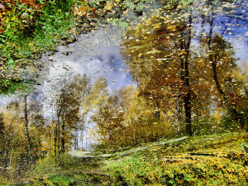 Отражение осени в пруду, покрытом ряской и облетевшей листвой.