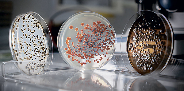 Микробный консорциум для жизни на Марсе