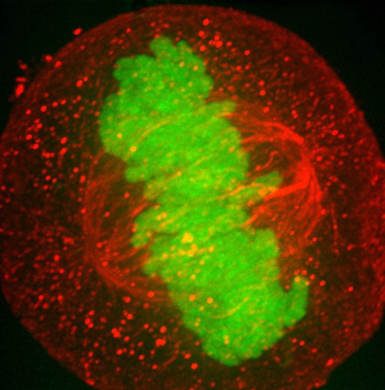 Хромосомы (зеленые) и микротрубочки веретена деления (красные нити, идущие к хромосомам справа и слева), чья задача – растаскивать хромосомы к полюсам делящейся клетки. (Фото: Wellcome Images / Flickr.com.)