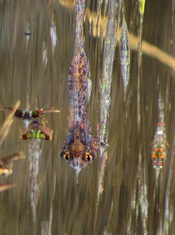 Фотография жабы на воде, повернутая на 90 градусов по часовой стрелке, превратилась благодаря отражению в фантастического зверя, стремительно летящего куда-то среди разноцветных "сосулек".
