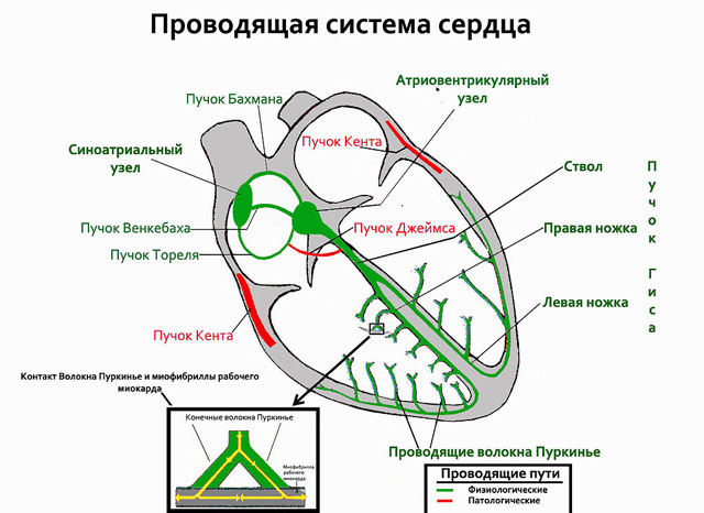 Схема проводящей системы сердца. (Фото: Drtrotsky / Wikipedia.)
