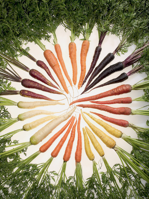 История морковки