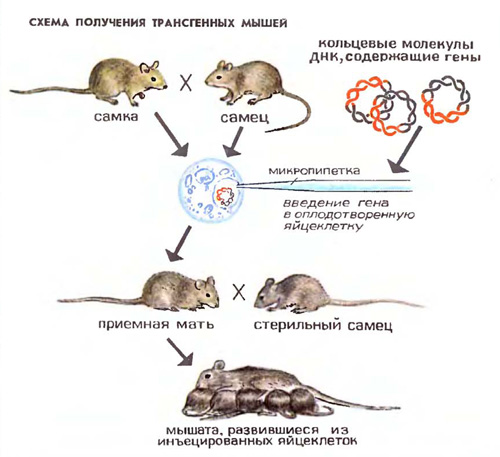 Трансгенные животные