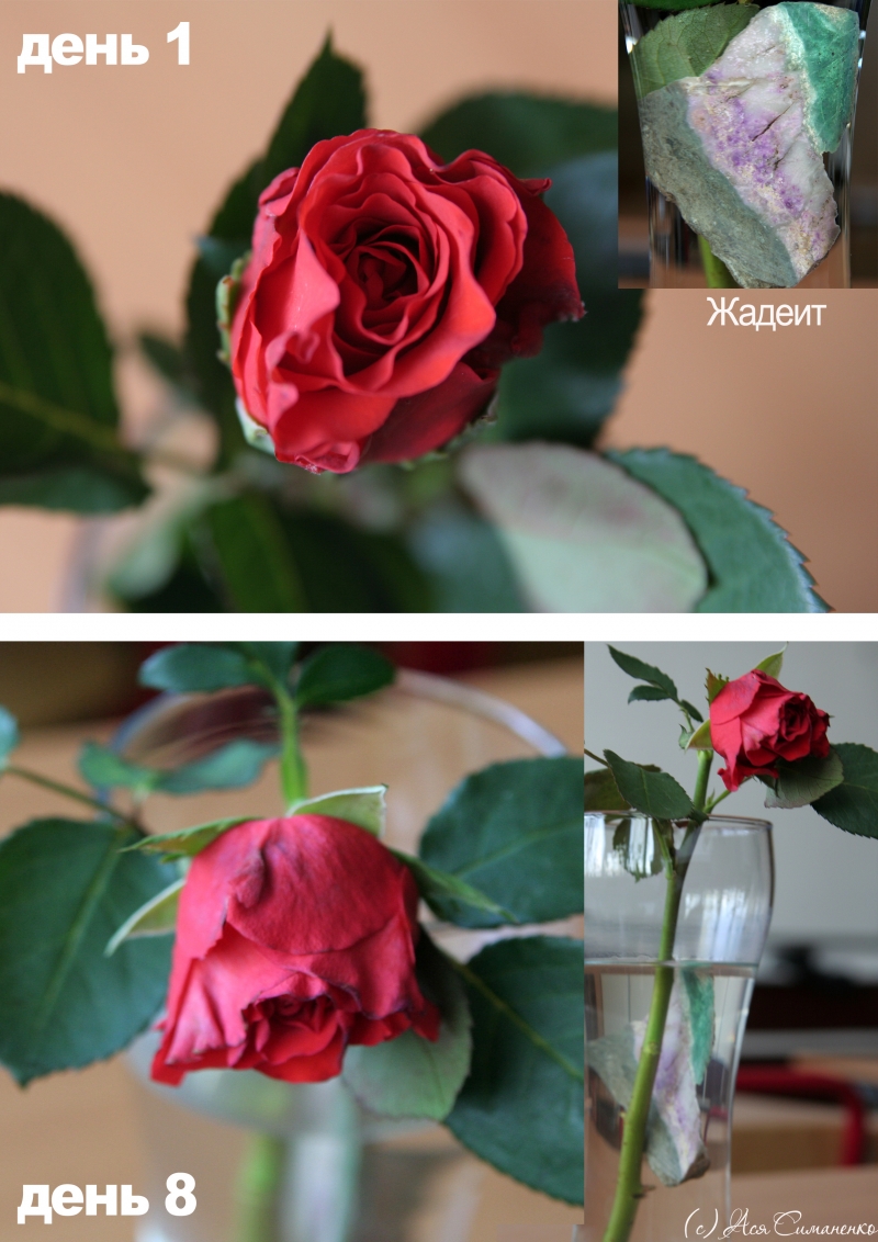 Минерал жадеит. На 8ой день признаки увядания  розы слегка заметны - цветок немного наклонил голову, плотность бутона ослабла.