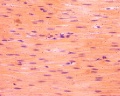 Smooth Muscle L S