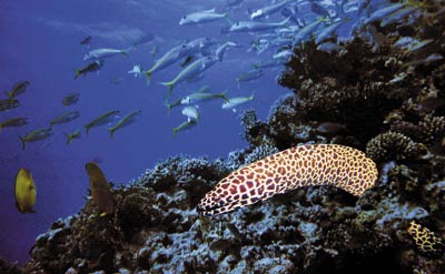 Мурены – обитатели коралловых рифов