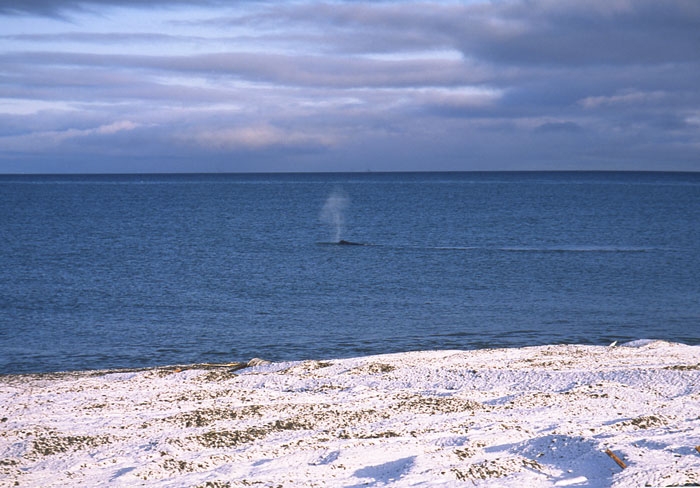 Детеныш кита выбрасывает дыхательный фонтан у берегов Чукотки