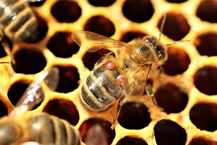 Пчелиные ульи защитят модифицированными микробами | Наука и жизнь