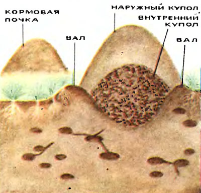 Муравьиные коммуникации