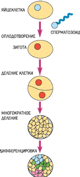 РОЖАТЬ НЕЛЬЗЯ КЛОНИРОВАТЬ