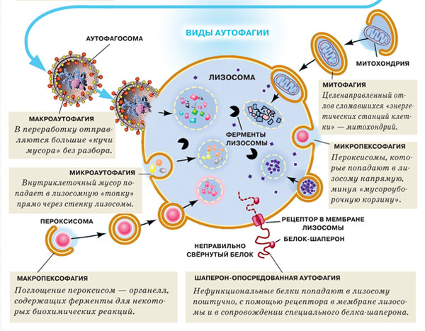Нобелевские премии 2016 года. Аутофагия на страже здоровья клетки