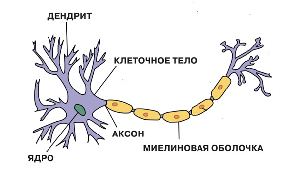 Иммунные «электрики» мозга
