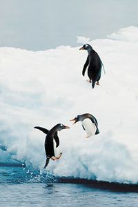 Как прыгают пингвины