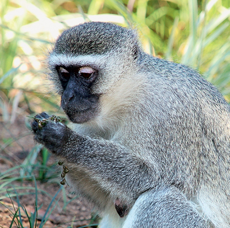 «Недокормленные» приматы: путём дрожжей и мышей?