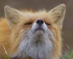 Рассказ о Ветре и Пенелопе