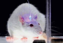 Оптогенетика: самые светлые мысли