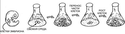 ПАРАДОКСЫ СТАРЕНИЯ