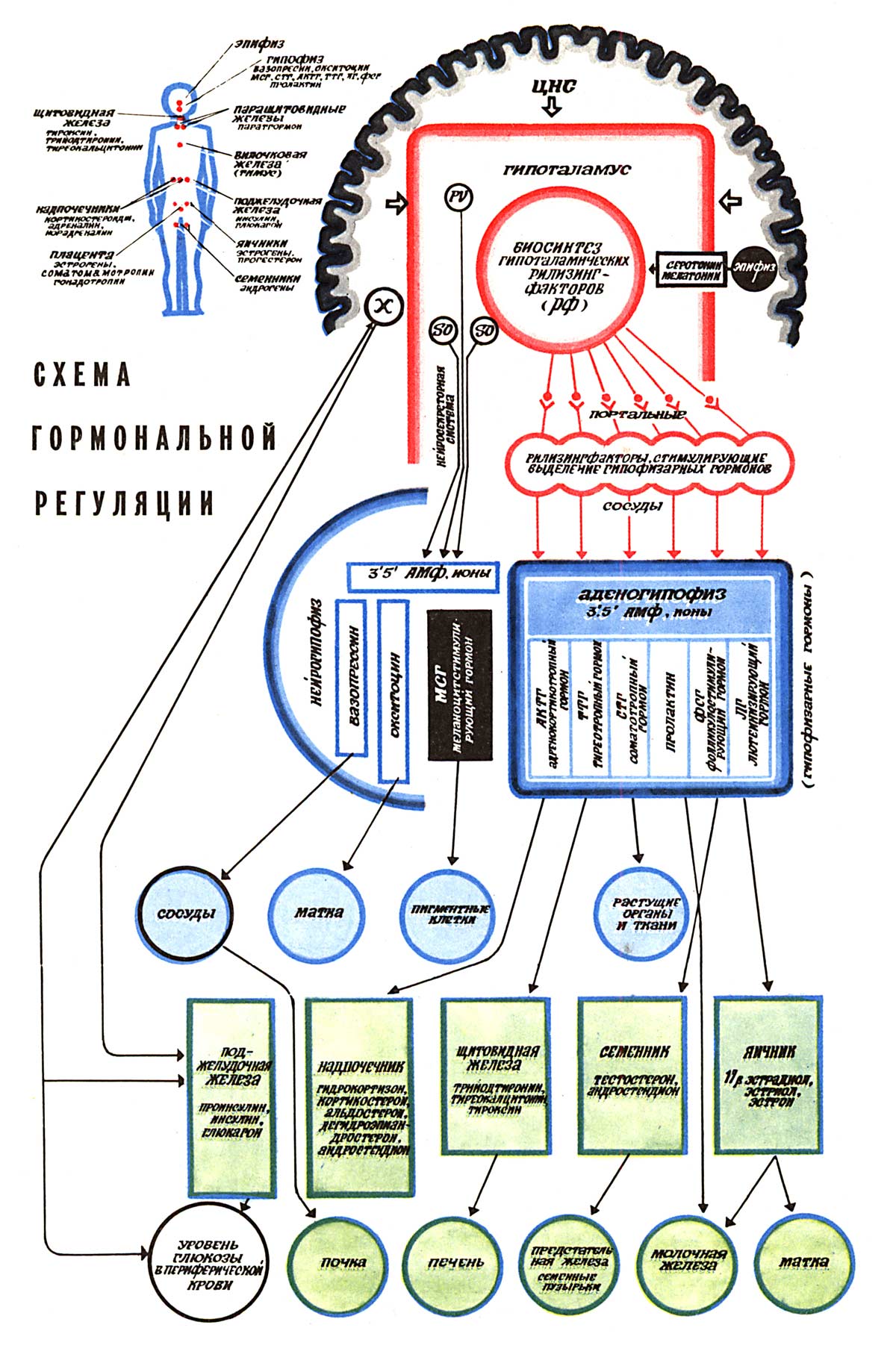 Власть гормонов