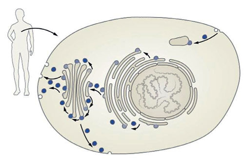 Нобелевская премия по физиологии и медицине 2013 года. Секреты внутриклеточной логистики