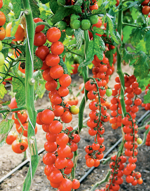 Выращиваем помидоры по-новому