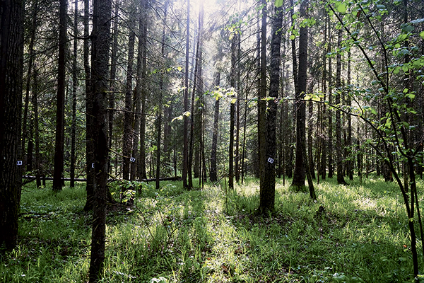 Господство хищников в почве нарушенных лесов