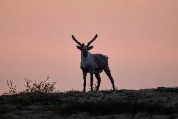 В Лапландском заповеднике в 2026 году проведут мониторинг западной популяции дикого северного оленя