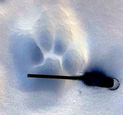 Сколько барсов на Алтае?