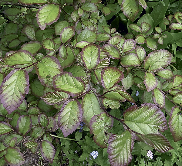 Железный реликт