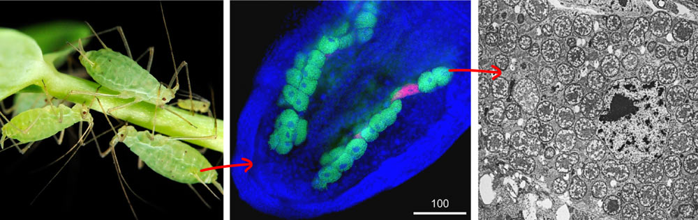 У тлей есть специальные клетки для содержания бактерий Buchnera. Бактерии окрашены зеленым (в центре), отдельные бактерии видны на электронной микрофотографии справа. (Фото: iGEM / University of New South Wales.)