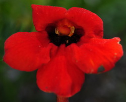 Аленький паразит