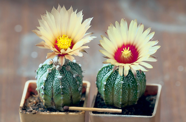 Учимся понимать наши растения 