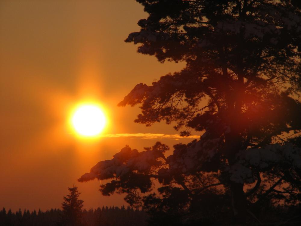 Финские сосны «видели» солнечную вспышку полтора столетия назад