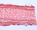 Elasic Cartilage Sec (1)