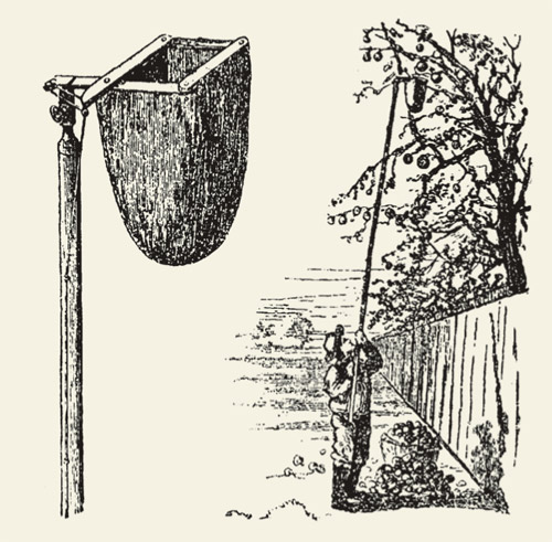 Собиратель плодов (статья из журнала «Наука и жизнь» № 11, 1890 год.)