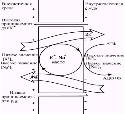 https://www.nkj.ru/upload/iblock/cab/cab59a7a0f4a66cc435e06bfdc7bbc91.jpg